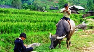 Sapa Trekking & Homestay